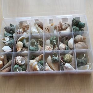 Tray of Shells